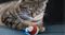Cheerble M1 Mini Cat Ball - Red Cheerble M1 Mini Cat Ball - Red