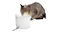 Dogness Water Fountain Plus 3.2L - White Dogness Water Fountain Plus 3.2L - White