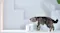 Dogness Mini Fountain - White Dogness Mini Fountain - White