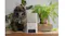 Petcube Bites 2 Lite Smart HD Pet Camera with Treat Dispenser Petcube Bites 2 Lite Smart HD Pet Camera with Treat Dispenser