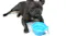 A dog lying on the ground next to a blue collapsible silicone pet bowl with an attached carabiner A dog lying on the ground next to a blue collapsible silicone pet bowl with an attached carabiner