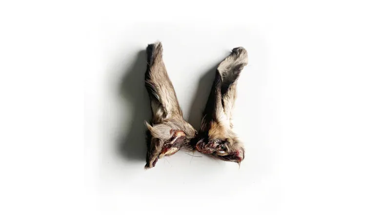 Two pieces of deer/venison ear chews with fur Two pieces of deer/venison ear chews with fur