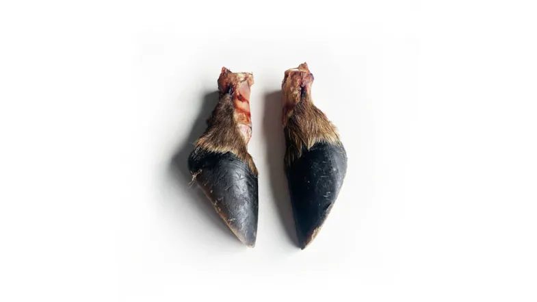 2pcs Fluff n' Stuff dried animal hooves arranged 2pcs Fluff n' Stuff dried animal hooves arranged