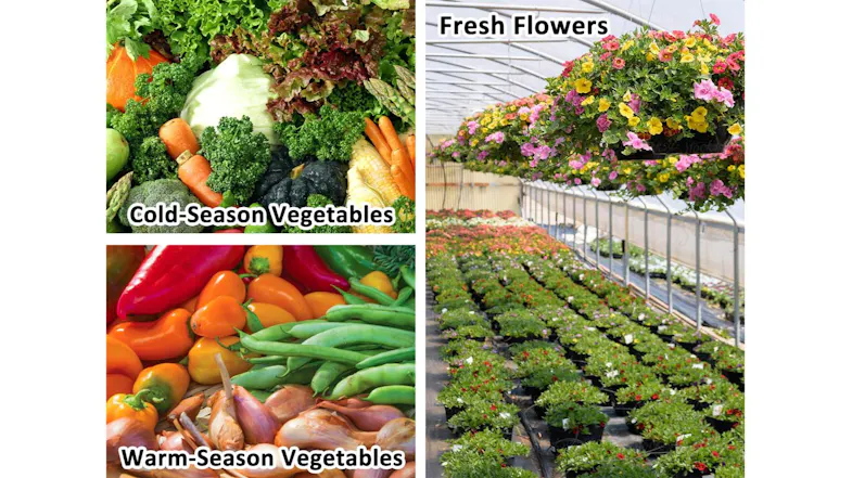 TSB Living Walk-In PE Greenhouse 3 x 2 x 2m - Green TSB Living Walk-In PE Greenhouse 3 x 2 x 2m - Green