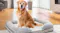 TSB Living Memory Foam Pet Bed Large - B23 TSB Living Memory Foam Pet Bed Large - B23
