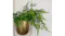 Kmall Modern Oval Decorative Plant Hanger - Gold Kmall Modern Oval Decorative Plant Hanger - Gold