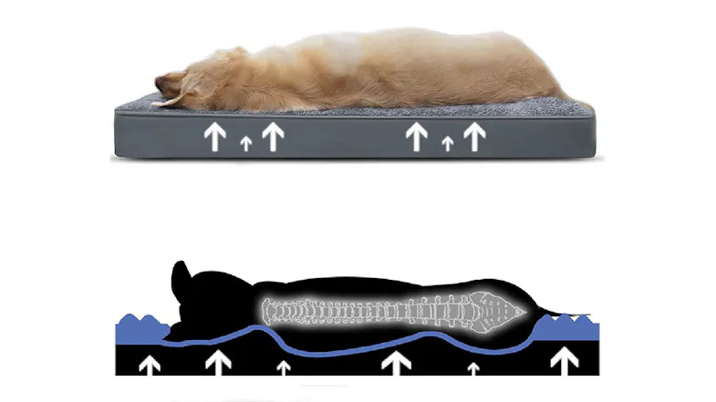 Dog lying on the grey eggcrate foam bed with arrows illustrating even weight distribution and a diagram showing supportive spinal alignment Dog lying on the grey eggcrate foam bed with arrows illustrating even weight distribution and a diagram showing supportive spinal alignment
