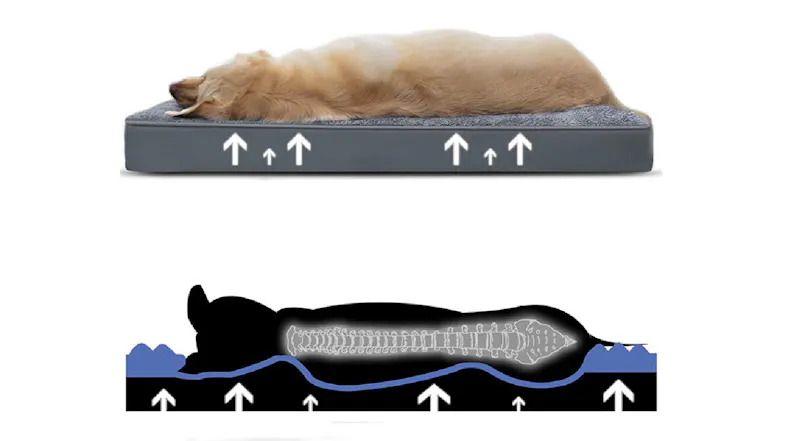 Dog lying on the grey eggcrate foam bed with arrows illustrating even weight distribution and a diagram showing supportive spinal alignment Dog lying on the grey eggcrate foam bed with arrows illustrating even weight distribution and a diagram showing supportive spinal alignment