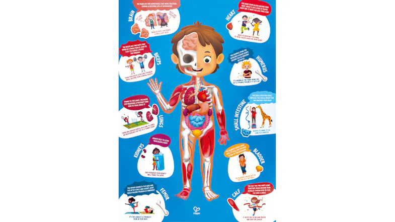 Hape Human Body Puzzle 50pcs. Hape Human Body Puzzle 50pcs.