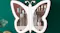 SOGA Wall Mounted Fashion & Makeup Organiser 2pcs. - White Butterfly SOGA Wall Mounted Fashion & Makeup Organiser 2pcs. - White Butterfly