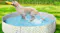 A dog enjoying water play in a round avocado-print pet pool in a backyard A dog enjoying water play in a round avocado-print pet pool in a backyard