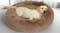 PaWz Donut Calming Pet Bed 80 x 80cm - Taupe PaWz Donut Calming Pet Bed 80 x 80cm - Taupe