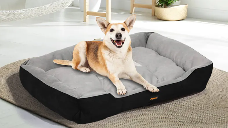 A dog is relaxing on a rectangular grey pet bed placed in a bright room A dog is relaxing on a rectangular grey pet bed placed in a bright room