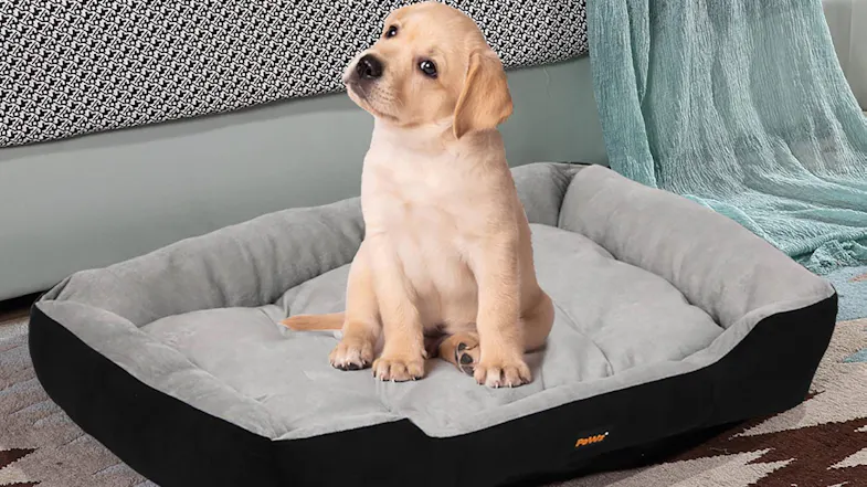 A small dog lying on a grey bolster pet bed with a black base in a cosy bedroom setting A small dog lying on a grey bolster pet bed with a black base in a cosy bedroom setting