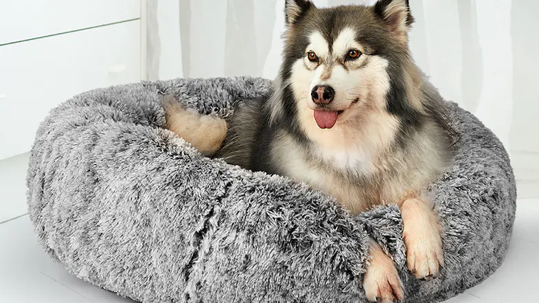 A dog resting comfortably in a round, fluffy pet bed indoors A dog resting comfortably in a round, fluffy pet bed indoors