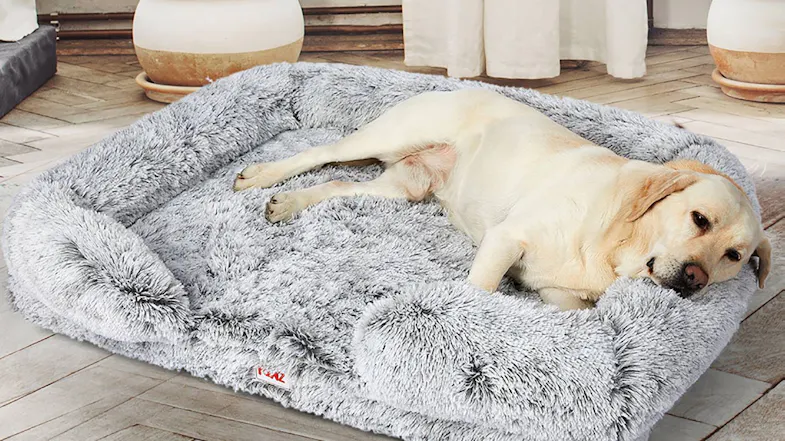 A light-coloured dog resting comfortably on a large grey fluffy pet bed in a cosy room A light-coloured dog resting comfortably on a large grey fluffy pet bed in a cosy room