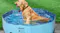 A dog relaxing in a blue Pawz folding pet pool filled with water beside a wooden deck A dog relaxing in a blue Pawz folding pet pool filled with water beside a wooden deck
