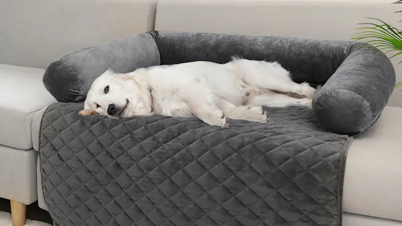 A white dog lying on a grey bolster bed placed on a sofa A white dog lying on a grey bolster bed placed on a sofa