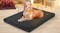 PaWz Folding Pet Travel Bed 90 x 60cm - Black PaWz Folding Pet Travel Bed 90 x 60cm - Black