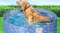 Large dog sitting in a filled light blue bone-patterned pet pool placed on grass, showing the pool’s spacious size and sturdy side panels Large dog sitting in a filled light blue bone-patterned pet pool placed on grass, showing the pool’s spacious size and sturdy side panels