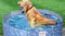 A dog enjoying a filled light blue bone-patterned pet pool set on grass and decking, demonstrating outdoor use and sturdy construction A dog enjoying a filled light blue bone-patterned pet pool set on grass and decking, demonstrating outdoor use and sturdy construction