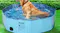 A dog sitting in a light blue PaWz pet pool filled with water on green grass A dog sitting in a light blue PaWz pet pool filled with water on green grass