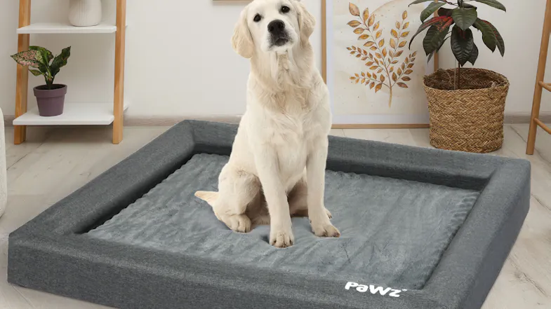 Golden retriever sitting on a large grey PawZ pet bed in a cosy room with plants and wall art Golden retriever sitting on a large grey PawZ pet bed in a cosy room with plants and wall art