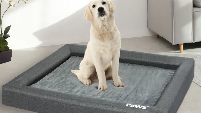 A large dog resting on a grey PaWz pet bed in a bright living room A large dog resting on a grey PaWz pet bed in a bright living room