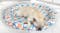 PaWz Premium Round Cooling Pet Bed 60cm - Starfish Splash PaWz Premium Round Cooling Pet Bed 60cm - Starfish Splash