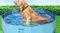 PaWz Folding Pet Pool with Spigot 160 x 30cm - Water Blue PaWz Folding Pet Pool with Spigot 160 x 30cm - Water Blue