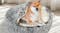 PaWz Washable Round Calming Pet Bed with Snuggle Hood 80 x 25cm - Charcoal PaWz Washable Round Calming Pet Bed with Snuggle Hood 80 x 25cm - Charcoal