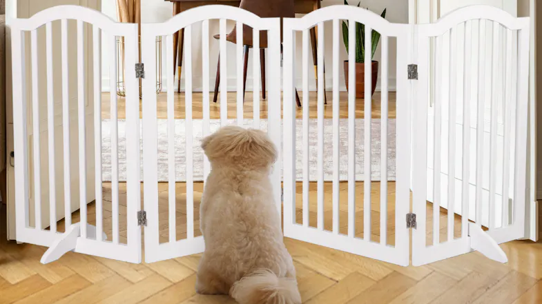 Small fluffy dog sitting in front of a white multi‑panel pet gate blocking entry to another room Small fluffy dog sitting in front of a white multi‑panel pet gate blocking entry to another room