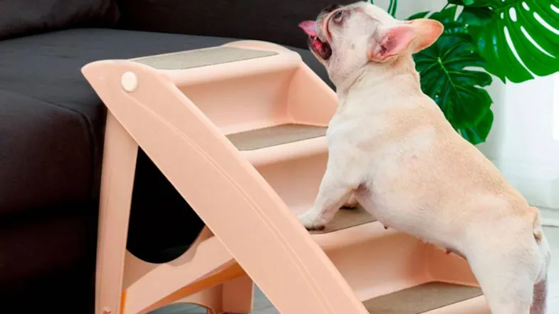 A dog climbs light-coloured foldable pet stairs leading to a dark sofa next to a large green leaf A dog climbs light-coloured foldable pet stairs leading to a dark sofa next to a large green leaf