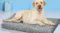 A dog lying on the pet bed mat in an indoor setup A dog lying on the pet bed mat in an indoor setup