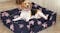 PaWz Plush Square Dog Bed 90 x 72cm - Navy/Floral Pattern PaWz Plush Square Dog Bed 90 x 72cm - Navy/Floral Pattern