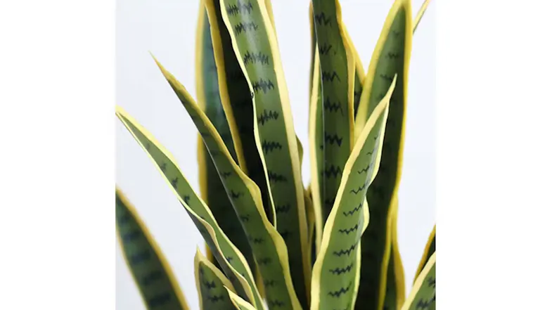 Soga Artificial Yellow Edge Tiger Piran Plant 95 cm Soga Artificial Yellow Edge Tiger Piran Plant 95 cm