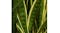Soga Artificial Yellow Edge Tiger Piran Plant 95 cm Soga Artificial Yellow Edge Tiger Piran Plant 95 cm