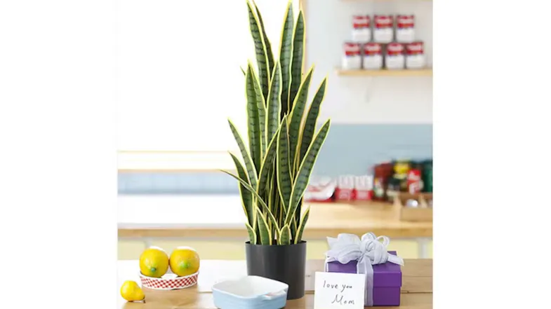 Soga Artificial Yellow Edge Tiger Piran Plant 95 cm Soga Artificial Yellow Edge Tiger Piran Plant 95 cm