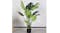 Soga Artificial Turtle Back Plant 80cm Soga Artificial Turtle Back Plant 80cm
