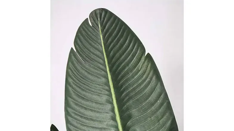 Soga Artificial Banana Plant 160cm Soga Artificial Banana Plant 160cm