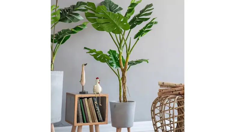 Soga Artificial Turtle Back Plant 160cm Soga Artificial Turtle Back Plant 160cm