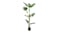 Soga Artificial Turtle Back Plant 175cm Soga Artificial Turtle Back Plant 175cm