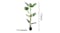 Soga Artificial Turtle Back Plant 175cm Soga Artificial Turtle Back Plant 175cm