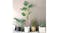 Soga Artificial Turtle Back Plant 175cm Soga Artificial Turtle Back Plant 175cm