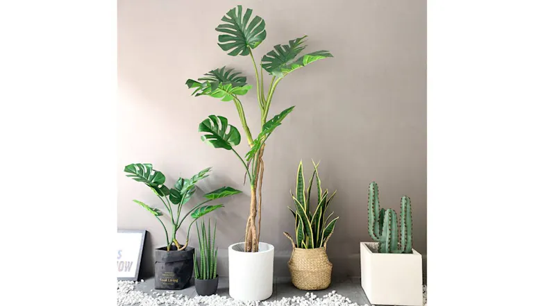 Soga Artificial Turtle Back Plant 175cm Soga Artificial Turtle Back Plant 175cm