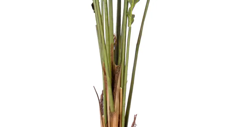Soga Artificial Rogue Areca Palm Tree 210cm Soga Artificial Rogue Areca Palm Tree 210cm