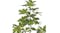 Soga cm Artificial Schefflera Plant 120cm Soga cm Artificial Schefflera Plant 120cm