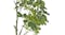 Soga Artificial Schefflera Plant 160cm Soga Artificial Schefflera Plant 160cm
