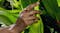 Close-up of a hand with a gold Ultrahuman Ring Air touching a leaf Close-up of a hand with a gold Ultrahuman Ring Air touching a leaf