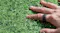 A hand wearing a smart ring on green artificial grass A hand wearing a smart ring on green artificial grass